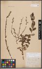 Foto von Salix aurita L. x Salix repens L.